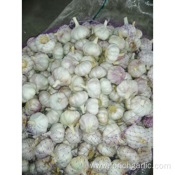 2019 Hot Sale Normal White Garlic